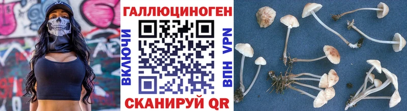 Псилоцибиновые грибы Cubensis Усть-Кут